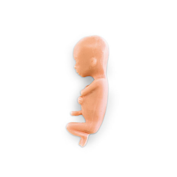 NASCO 13주 태아모형LF00828 (보건교육 태아모형 임신,과정, 출산 학교 성교육실습)